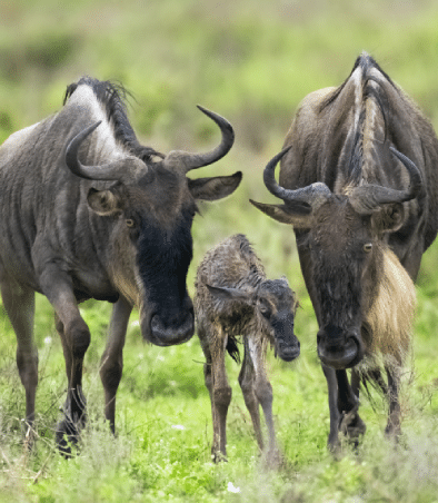 Tanzania - wildebeest migration calving in serengeti easy travel tanzania 1 - migration safari
