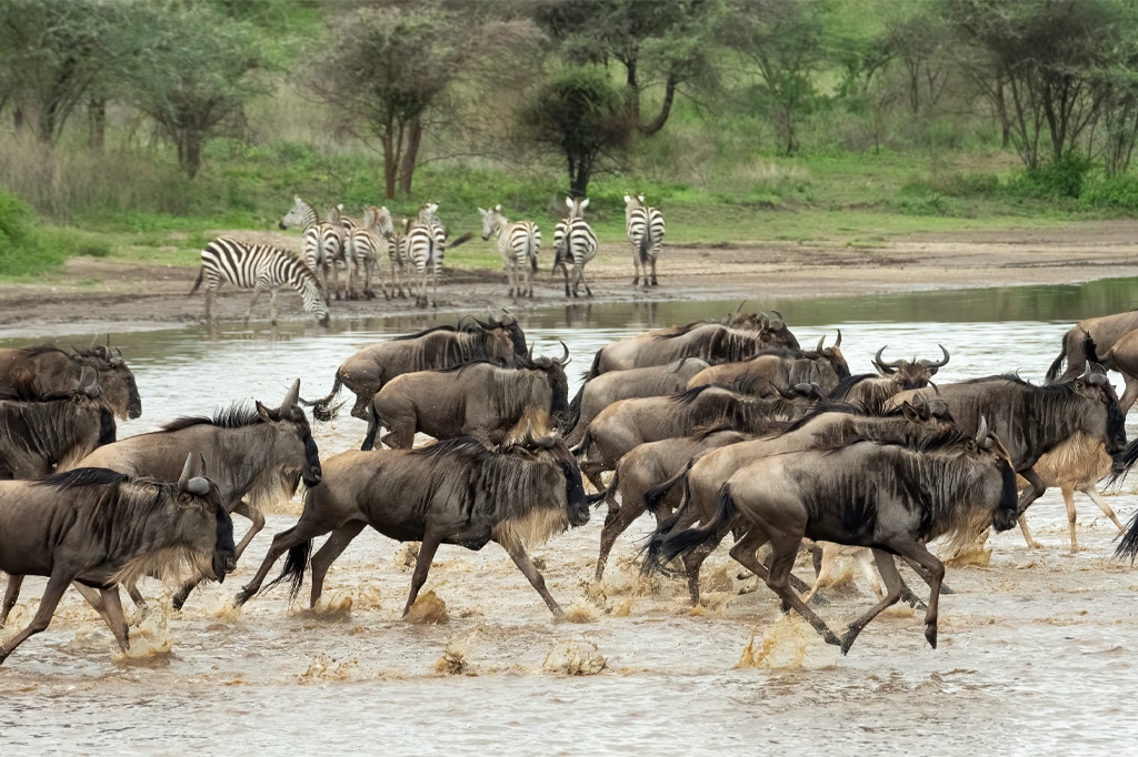 Migrazione degli gnu che attraversano il fiume a Ndutu