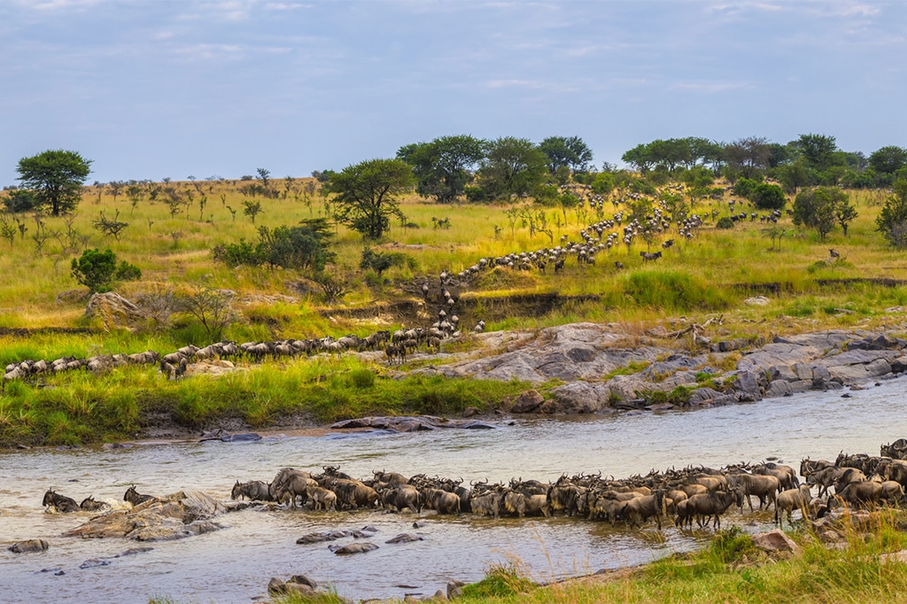 Gnuwanderung überquert Fluss in der Serengeti, Tansania