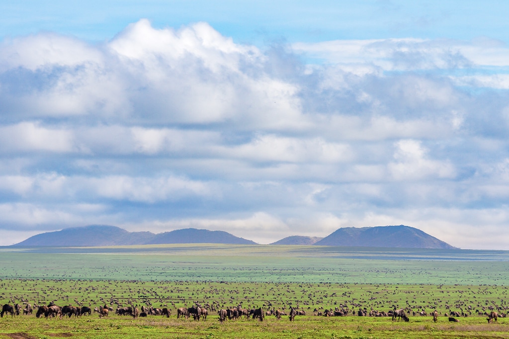 A vast landscape in serengeti national park showcases a herd of wildebeest grazing on a green plain. The sky is filled with fluffy clouds, while low, rounded hills are visible in the distance. - easy travel tanzania