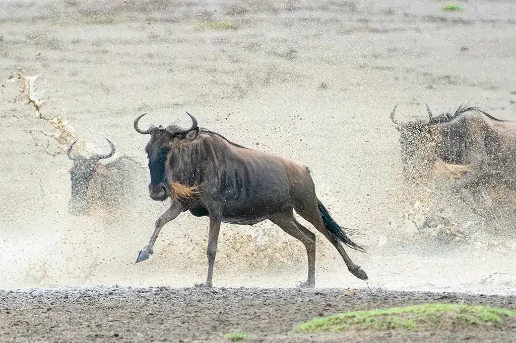 Migratie van de gnoes in Ruaha National Park, Tanzania.jpg Migratie van de gnoes in Ruaha National Park, Tanzania.jpg