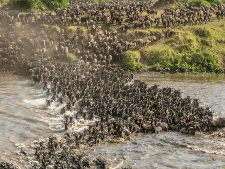Tanzania - wildebeest migration at grumeti river in serengeti easy travel tanzania - migration safari