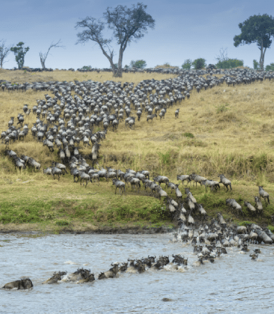 Tanzania - migratie van wildebeesten aan de Mara-rivier in het Serengeti National Park Easy Travel Tanzania 1 - migratiesafari