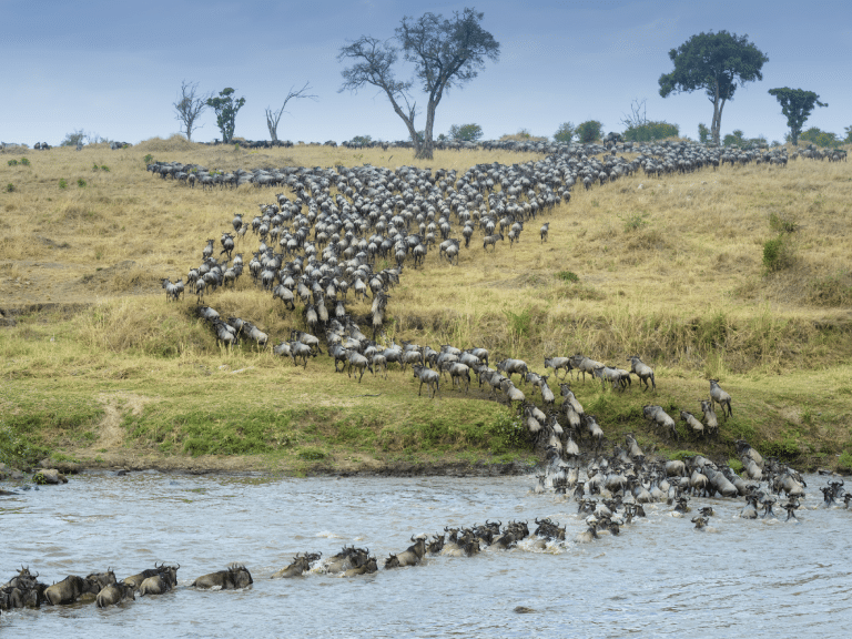 Tanzania - migratie van gnoes bij de mara-rivier in het serengeti nationaal park easy travel tanzania - migratiesafari