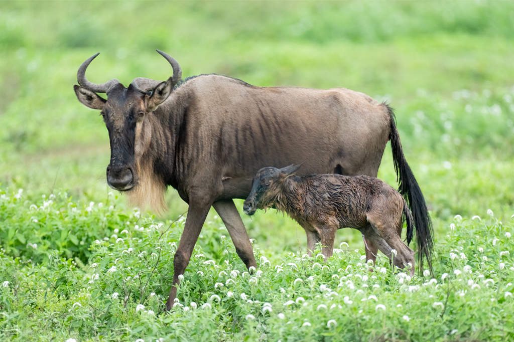 Madre di gnu e vitello appena nato Regione di Ndutu nell'area di conservazione di Ngorongoro