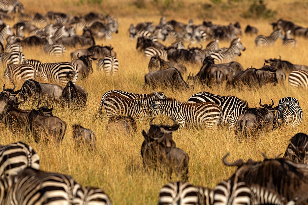 Wildebeest and Zebra herd at Nyerere National Park as part of Annual Migration