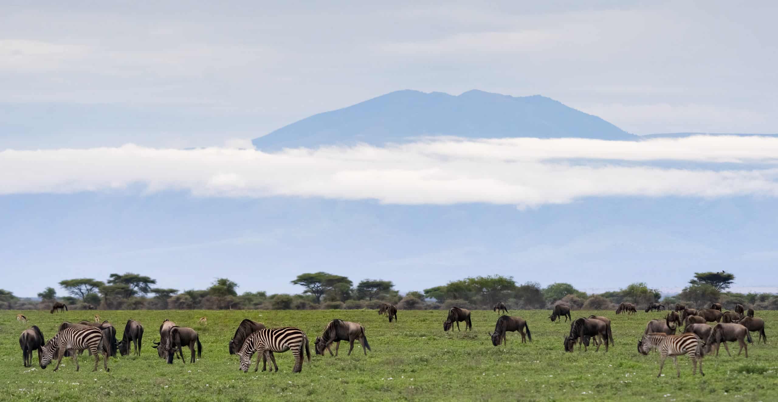 wildebeest and zebra grazing in the plains of Ndutu