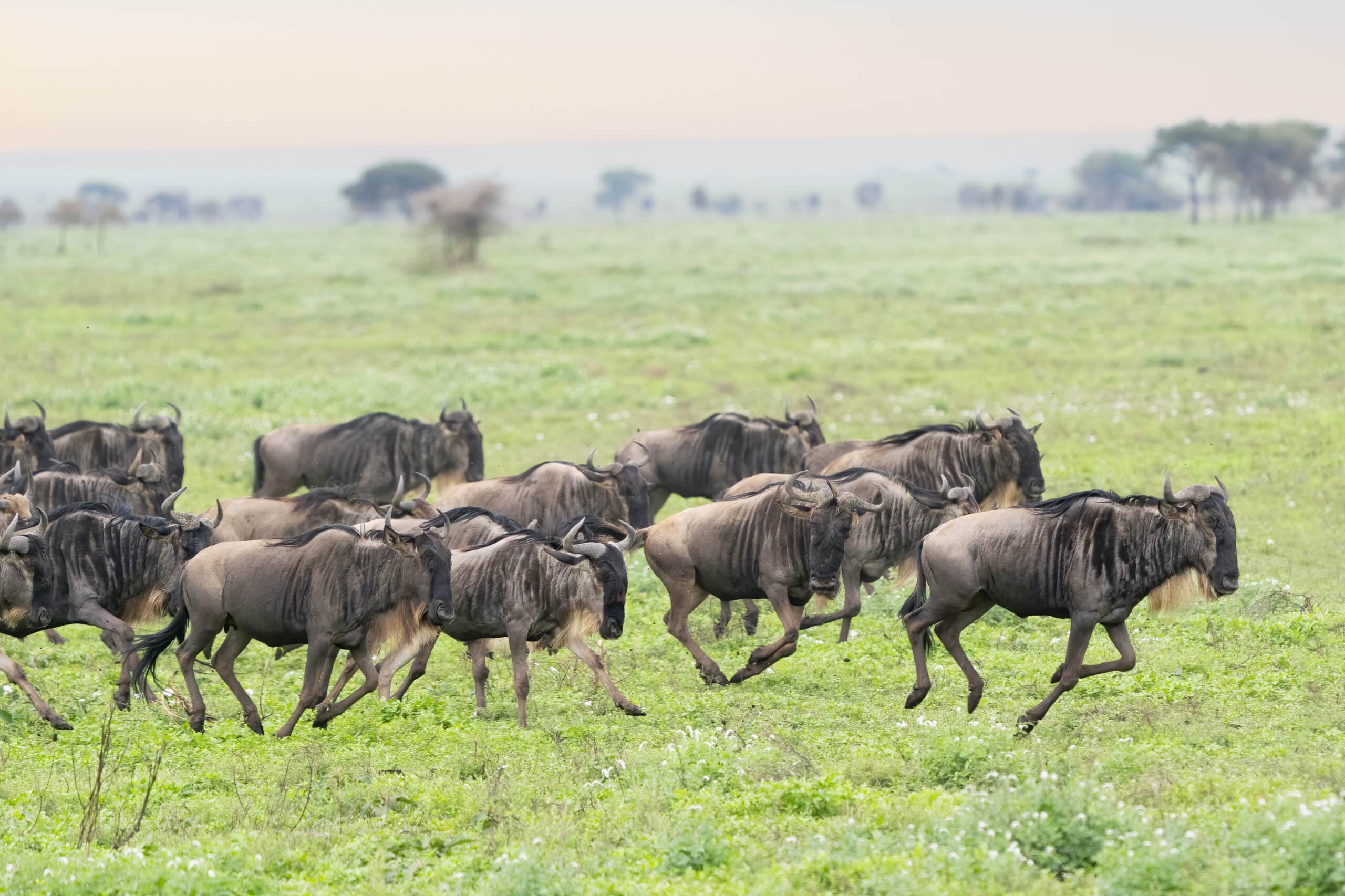 Wildebeest herd thundering across the plains of Ndutu