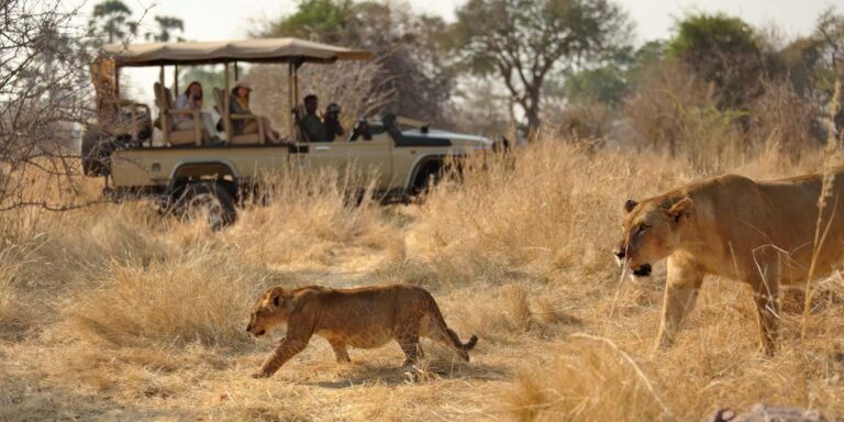 ルアハ国立公園の野生の風景の中をうろつく壮大な捕食動物を目撃する
