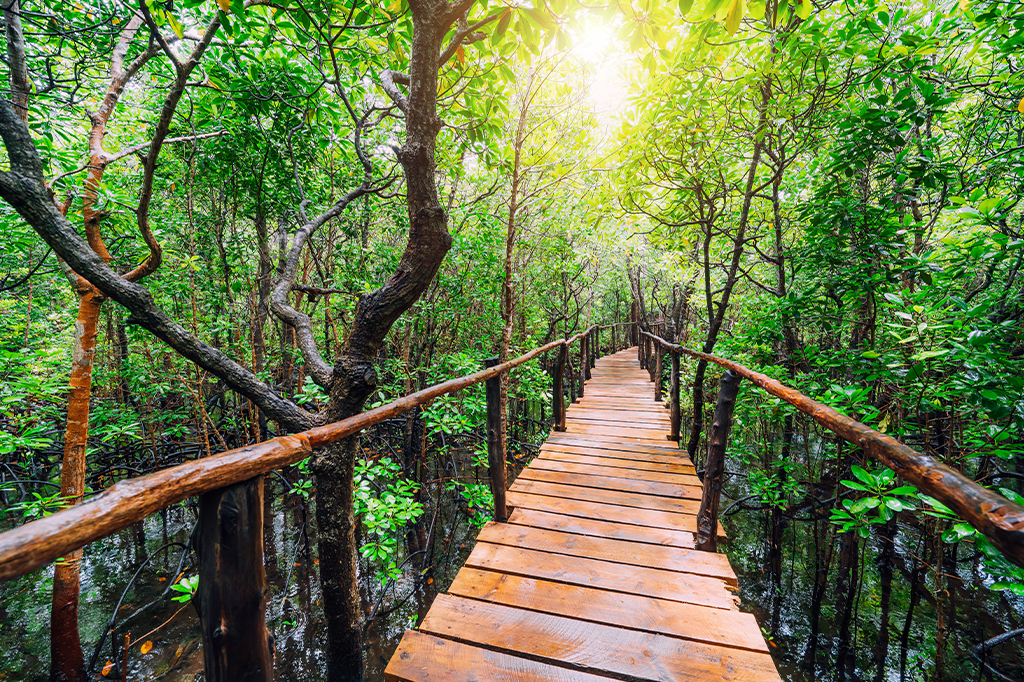 Trästig vid jozaniskogen, zanzibar, tanzania