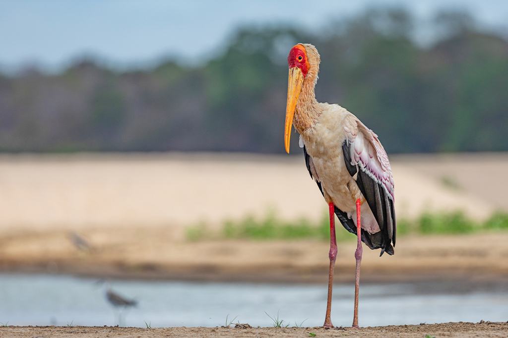 Geelbekooievaar Nyerere National Park Tanzania 1 Geelbekooievaar in Nyerere National Park, Tanzania