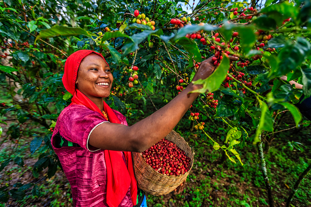 Junge Afrikanerin sammelt Kaffeebeeren von einer Kaffeepflanze, Tansania