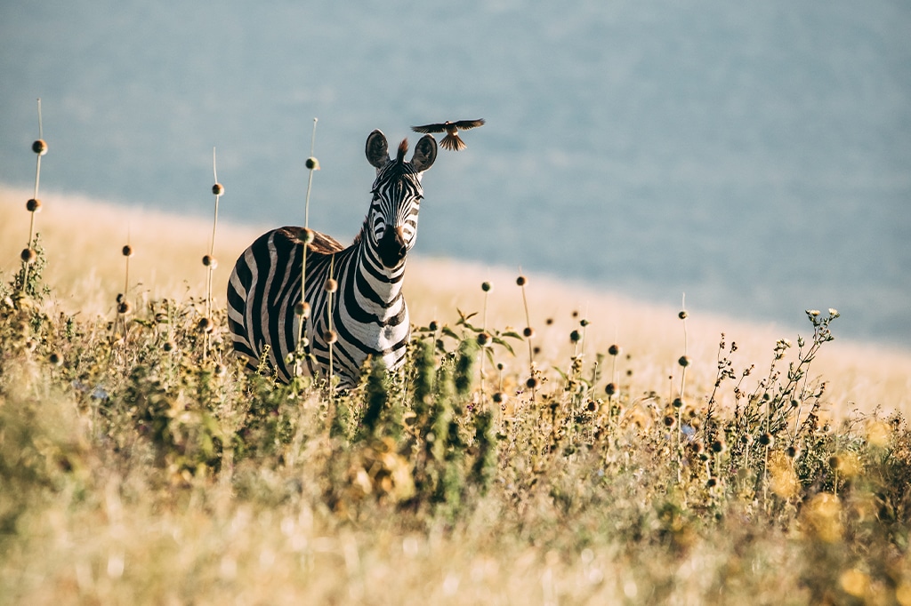 タンザニアのンゴロンゴロで写真撮影サファリ中に、乾燥した草原の丘にいたシマウマを目撃
