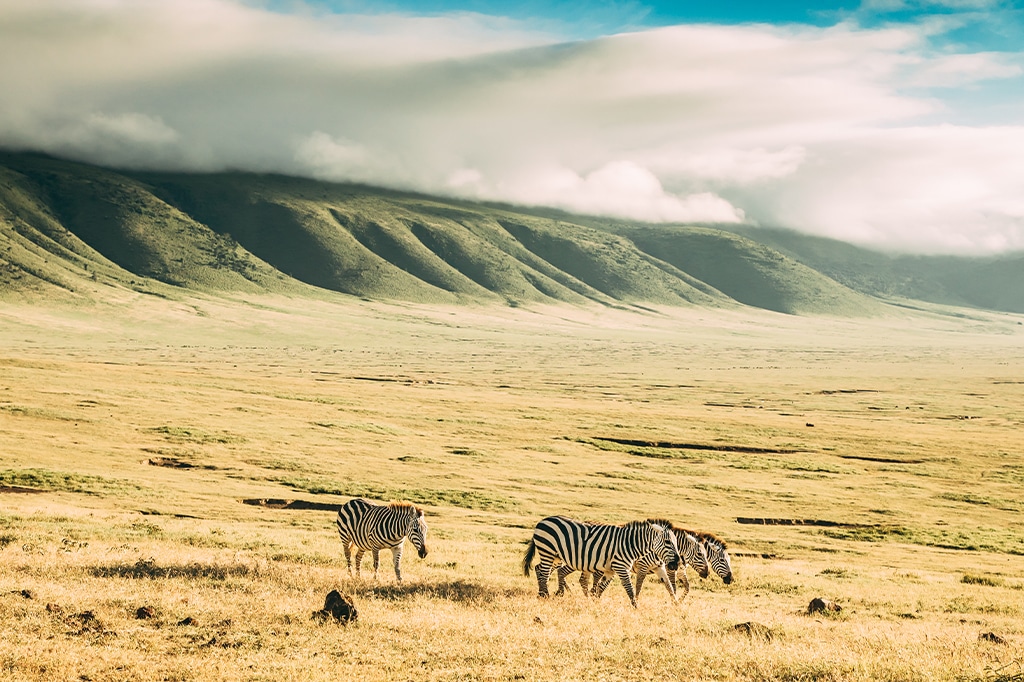 Zebras walking through the grassland of Ngorongoro Crater