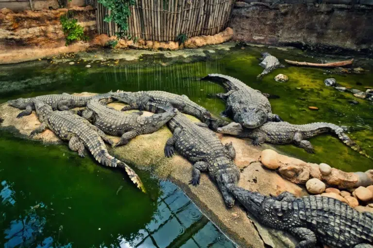 Krokodile sonnen sich auf einem sandigen Ufer einer Farm in Bagamoyo, umgeben von grünem Wasser und einem Bambuszaun in Tansania.