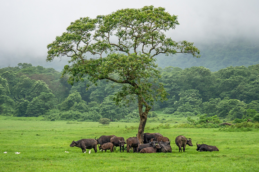 A herd of cape buffalo under a tree in arusha national park, tanzania