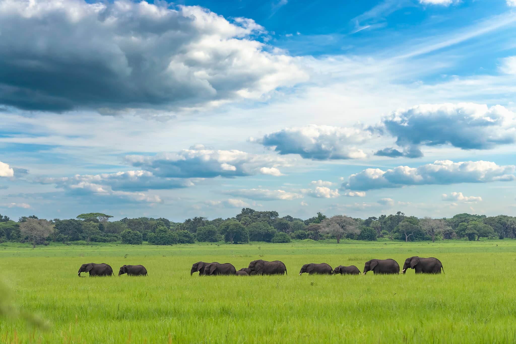 A herd of elephants walking through the grasslands of Katavi National Park