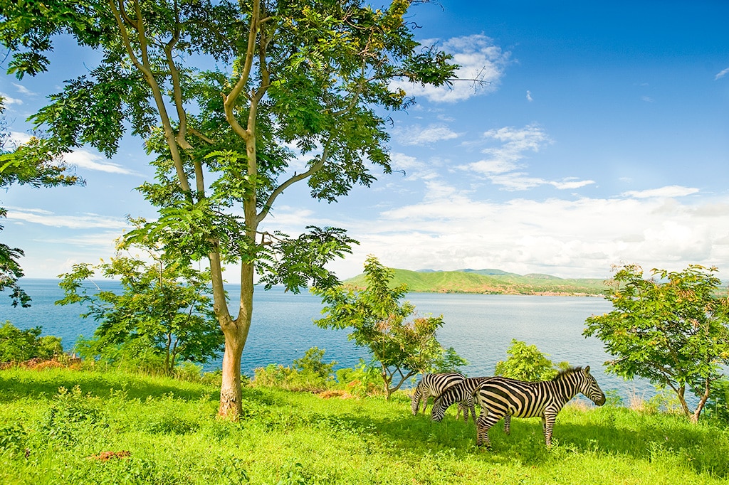 Een kudde zebra's aan de oever van het Tanganyikameer in Tanzania