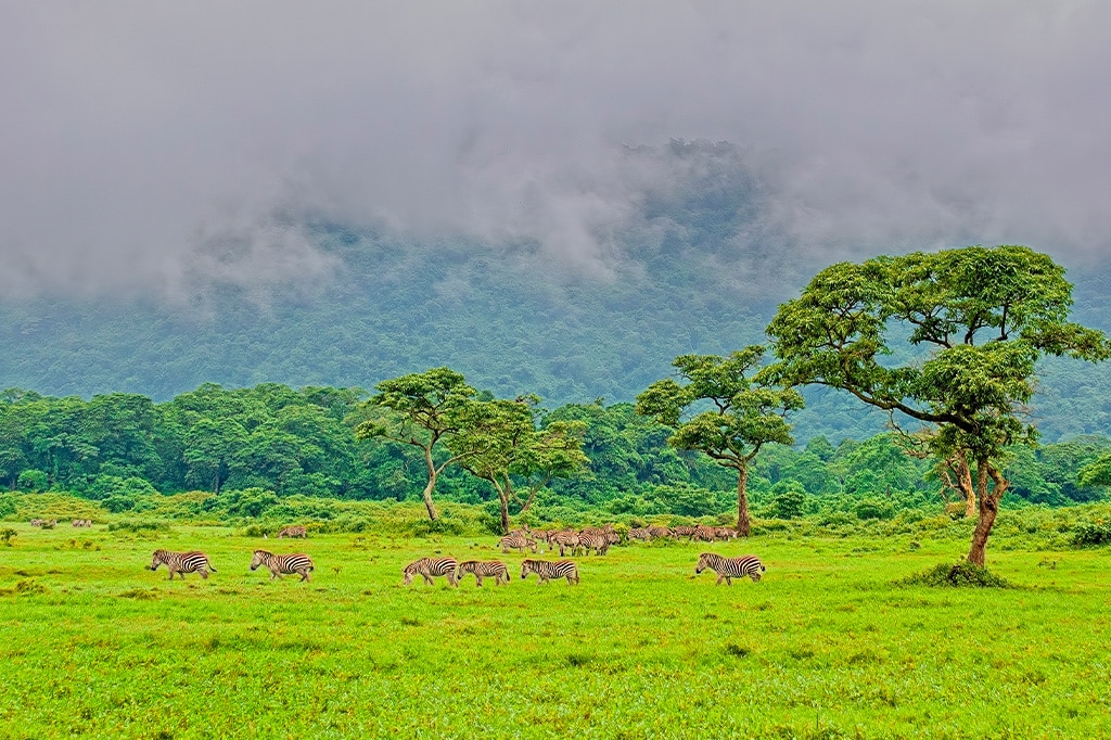 Een kudde zebra's graast in de groene graslanden van het Arusha National Park in Tanzania.
