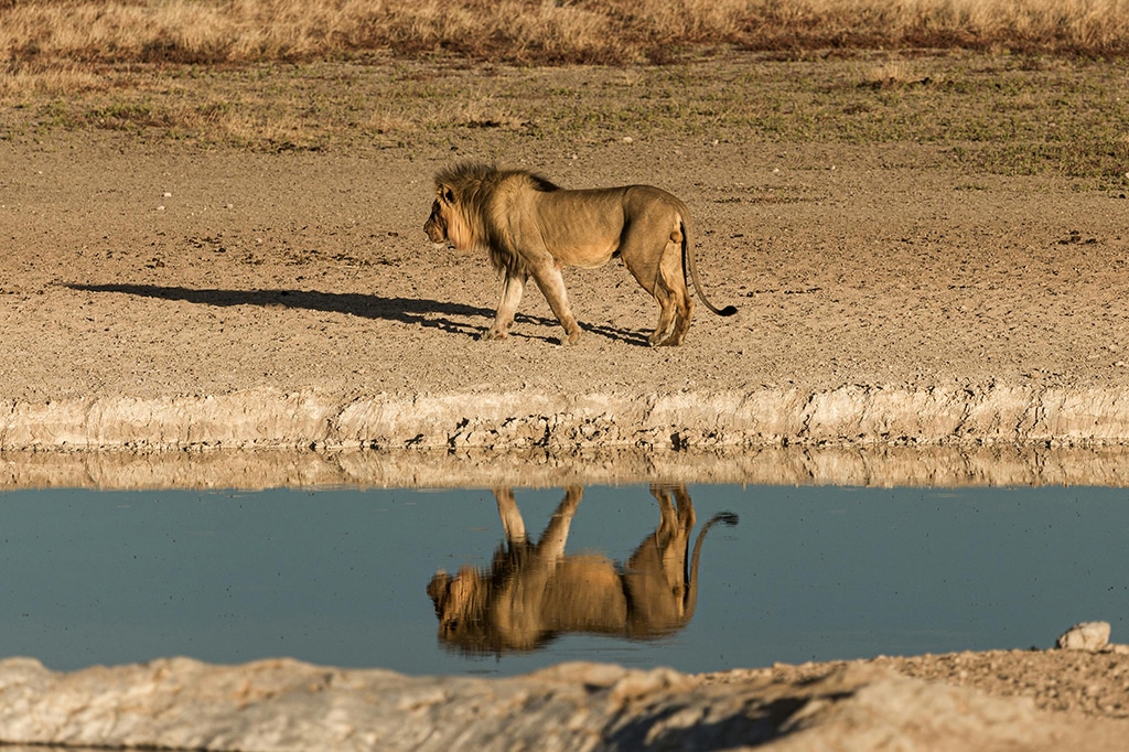 Een leeuw bij de waterpoel tijdens het droge seizoen in Katavi National Park, Tanzania