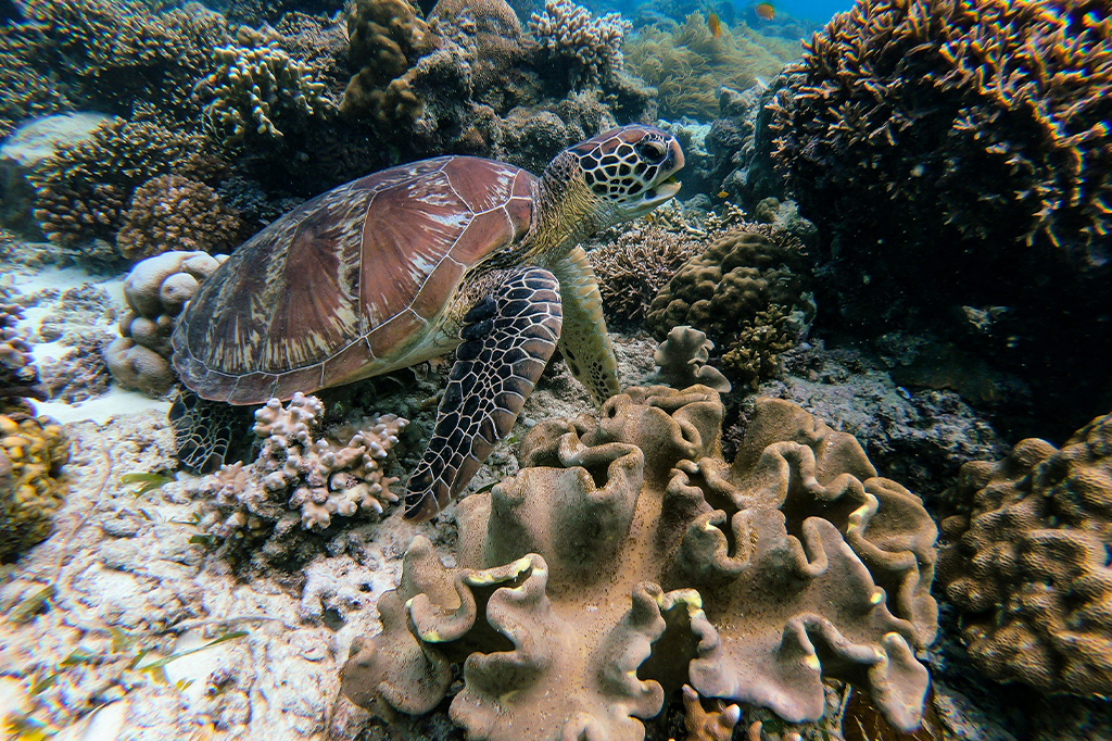 チュンベ島のサンゴ礁の間を泳ぐウミガメ(タンザニア1) タンザニアのチュンベ島のサンゴ礁の間を泳ぐウミガメ
