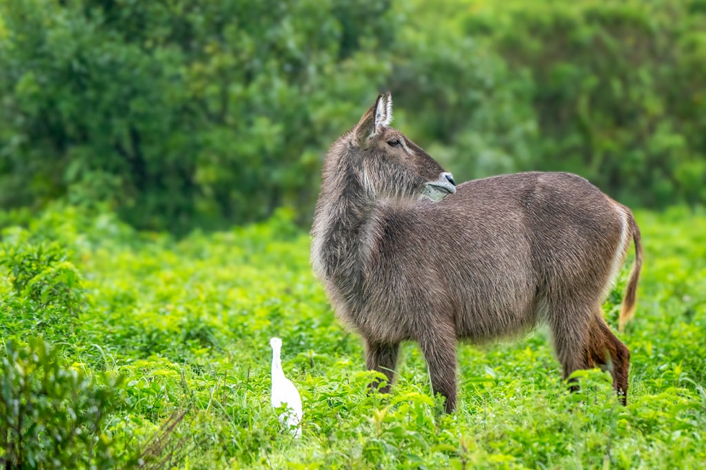 A waterbuck in arusha national park, tanzania