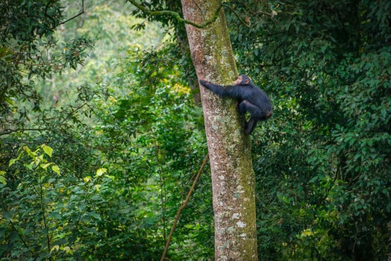 A young chimpanzee is climbing a tree in Mahale Mountains National Park, Tanzania