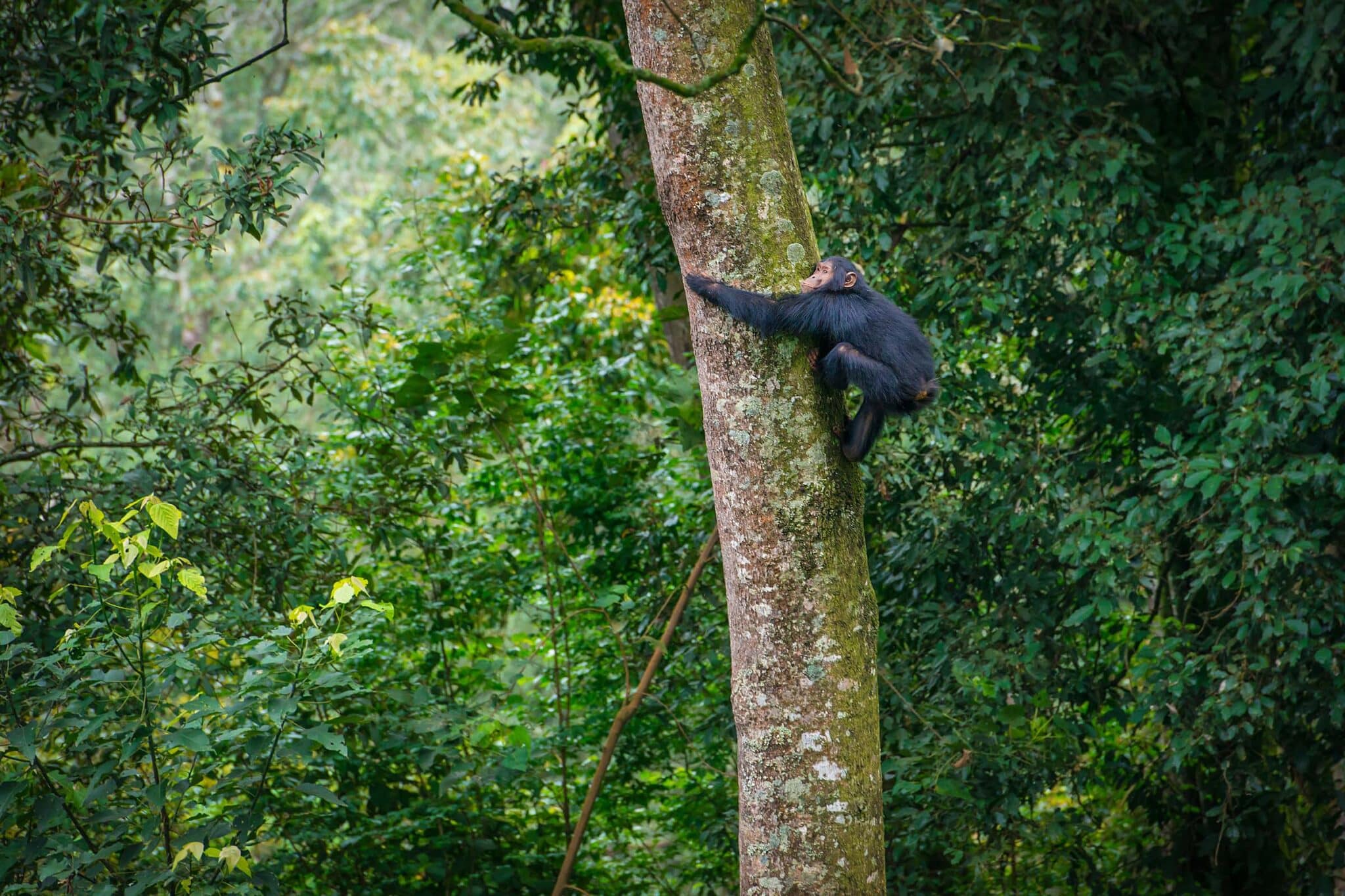 Een jonge chimpansee klimt in een boom in het Mahale Mountains National Park, Tanzania