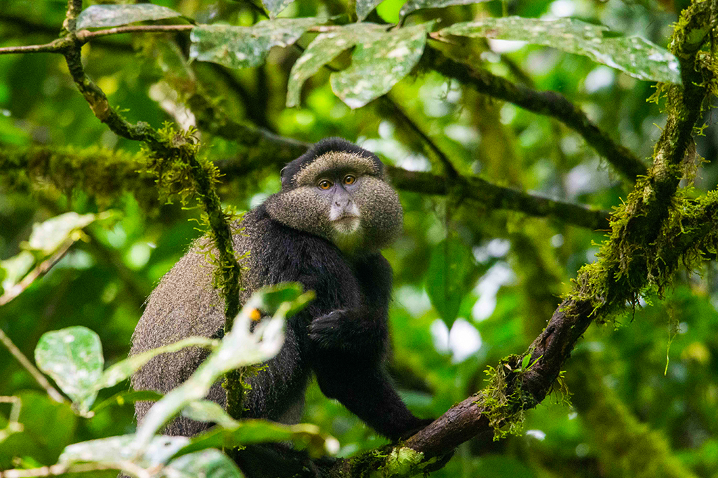 Blue monkey at gombe, tanzania