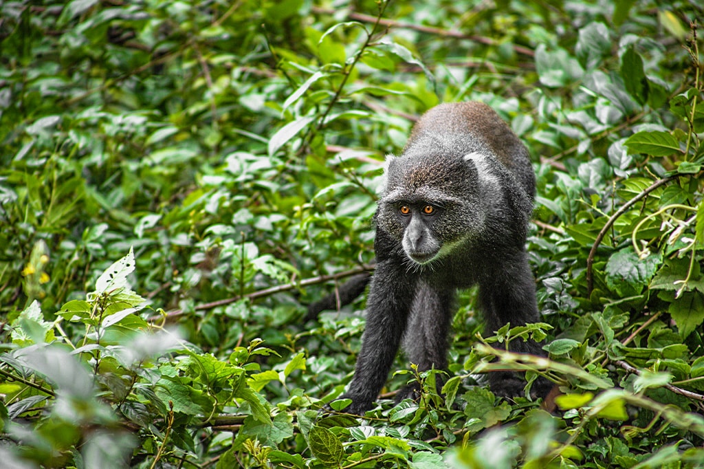 Blauwe aap loopt over een struik in het Arusha National Park, Tanzania