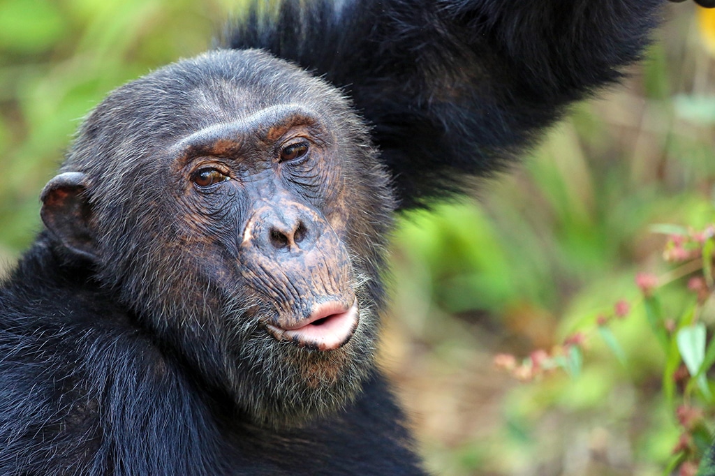 Nahaufnahme eines Schimpansen im Gombe Stream Nationalpark, Tansania