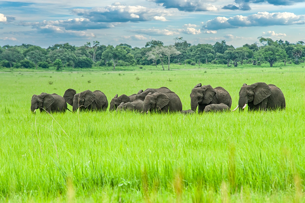 Una manada de elefantes en el Parque Nacional Katavi, Tanzania