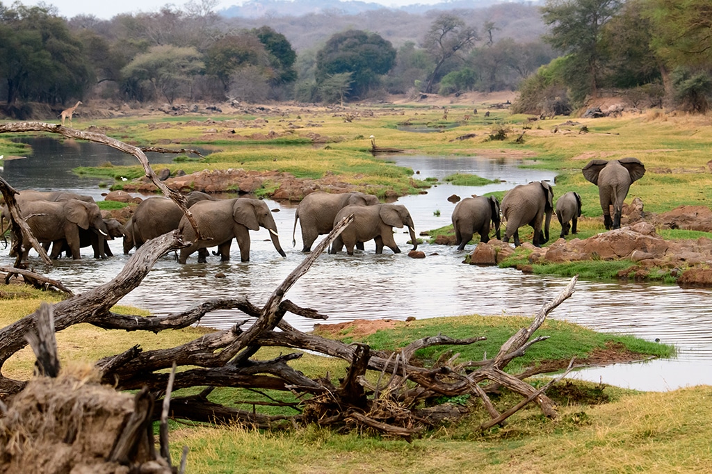 Elephant herd at Ruaha National Park