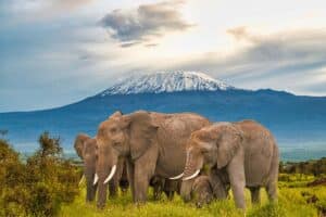Elephant herd with Mount Kilimanjaro in the background at Amboseli National Park