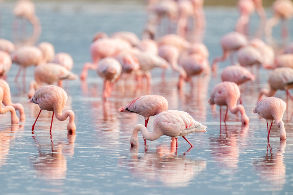 Die Pracht der Flamingos am Lake Natron in Tansania