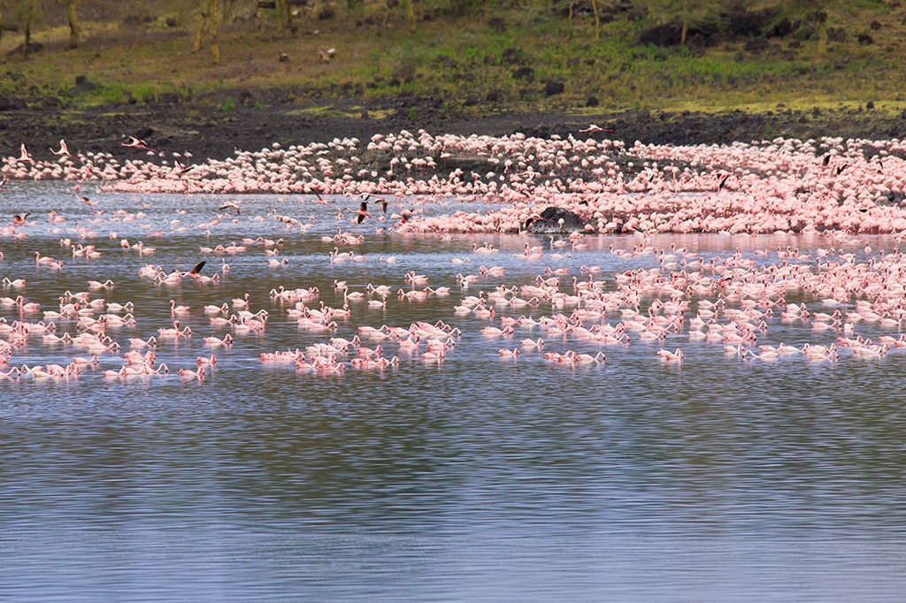 A flock of flamingos in momella lake, located in arusha national park