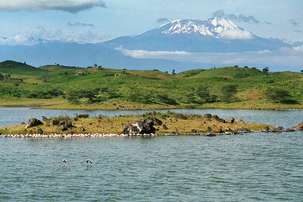 Flamingos on lake momela at arusha national park, with mount kilimanjaro in the background, tanzania