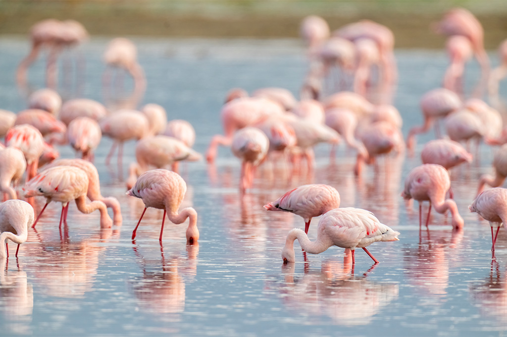 Flockar av flamingos vid sjön Momela i Tanzania Flockar av flamingos vid sjön Momela, Tanzania