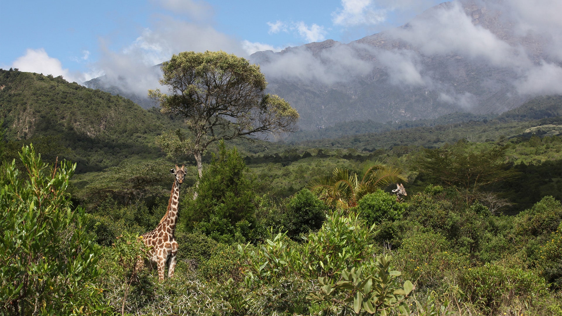 A giraffe at Arusha National Park with Mount Meru in the background, Tanzania