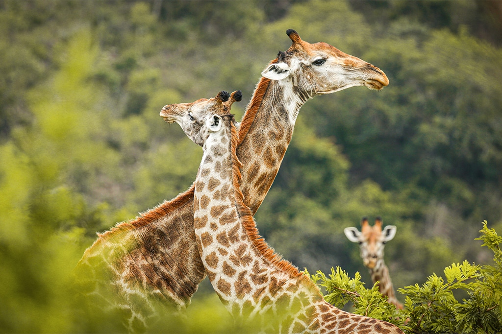 Giraffe sighting while on game drive at Arusha National Park, Tanzania
