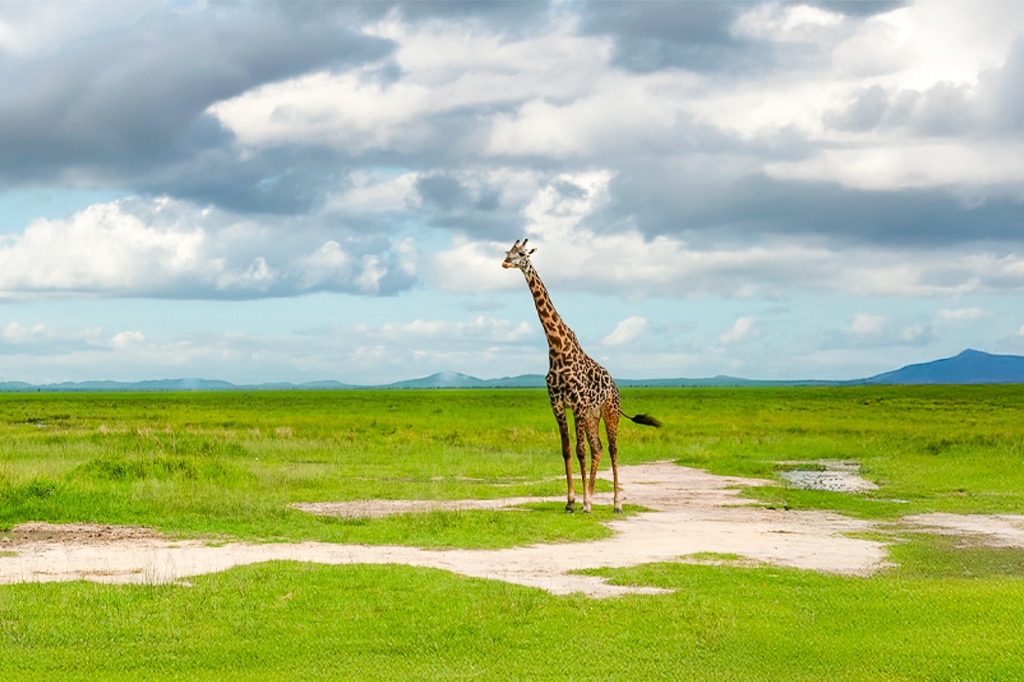 A giraffe on the vast open plains of Katavi National Park, Tanzania