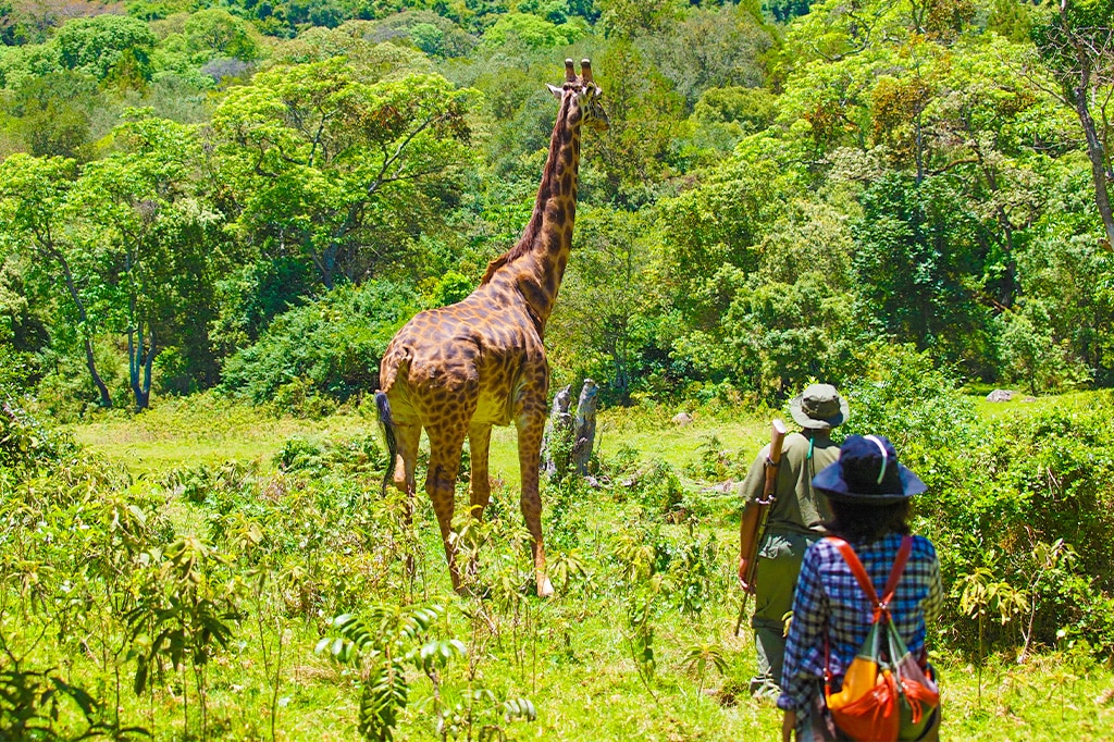 Begeleide wandelsafari in Arusha National Park, Tanzania