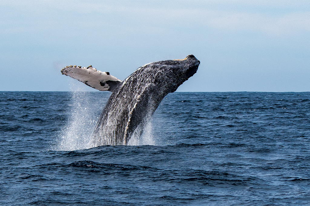 Buckelwal springt aus dem Indischen Ozean in der Nähe der Insel Fanjove in Tansania 1 Buckelwal springt aus dem Indischen Ozean in der Nähe der Insel Fanjove, Tansania