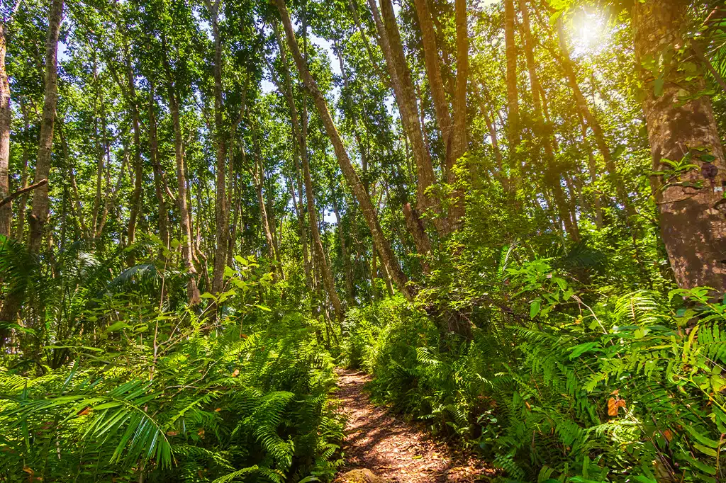 Jozani Chwaka Nationalpark Sansibar Tansania.jpg Jozani Chwaka Nationalpark Sansibar Tansania.jpg
