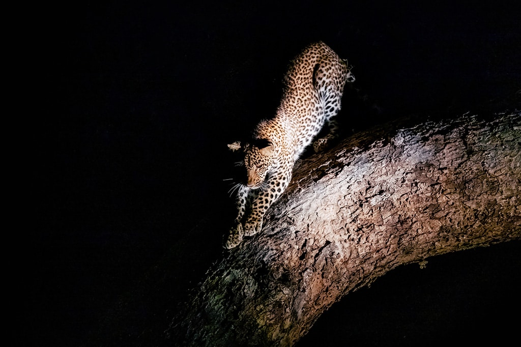 Tanzania - leopard climbing down a tree in arusha national park tanzania - arusha national park tours and activities 2025