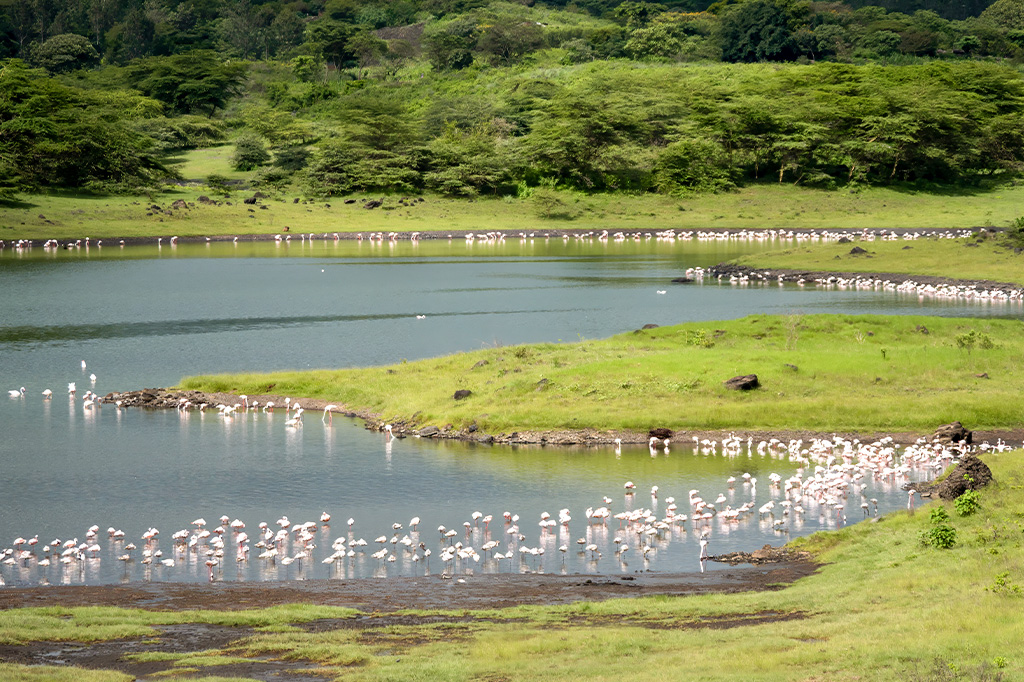 Tanzania - lesser flamingos at arusha national park tanzania 1 - arusha national park tours and activities 2025