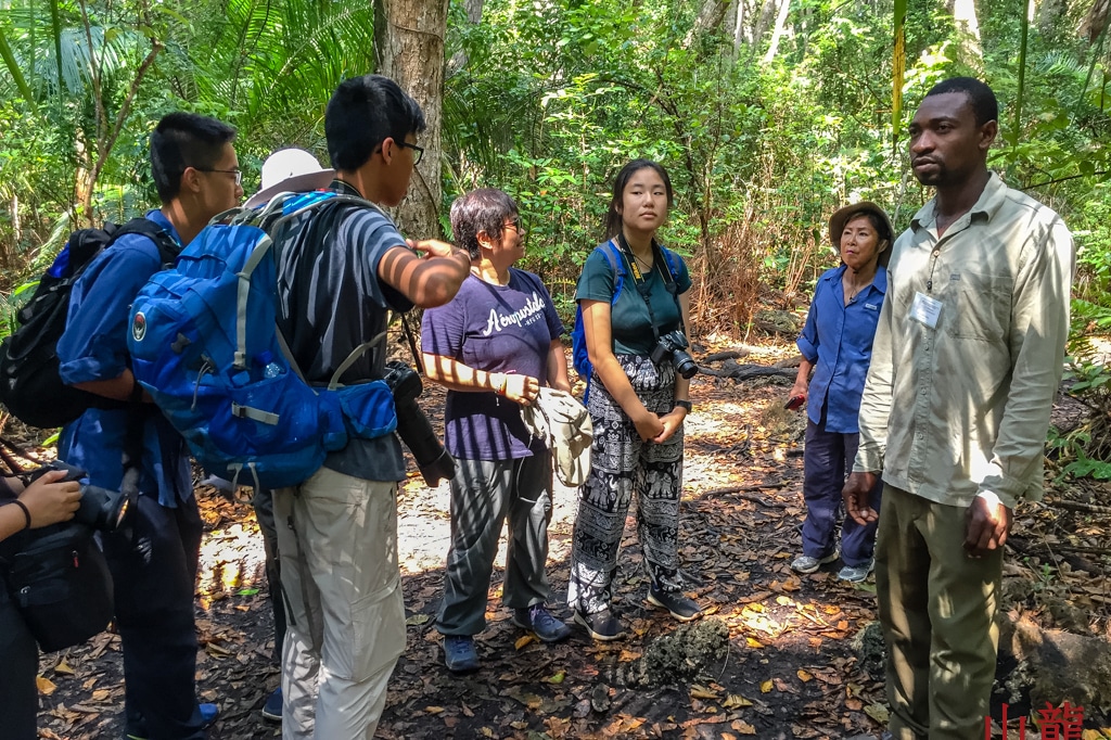 Mahagoni-Waldspaziergang in Jozani Chwaka, Sansibar, Tansania
