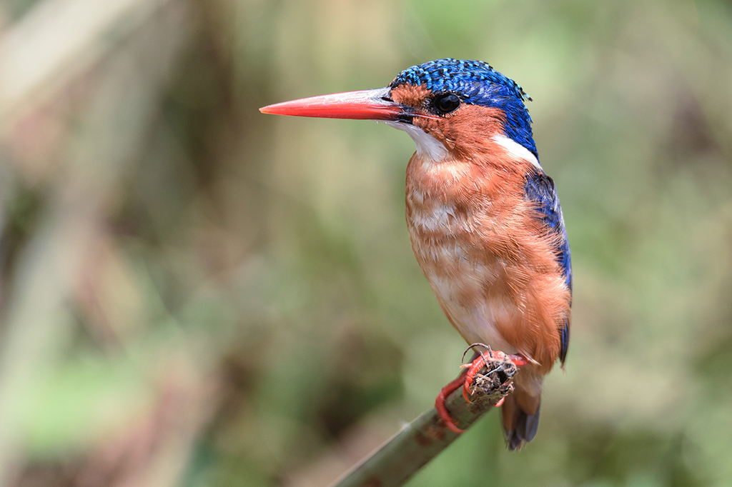 Malachite Kingfisher Jozani Chwaka Zanzibar Tanzania 1 Malachite Kingfisher at Jozani Chwaka, Zanzibar, Tanzania