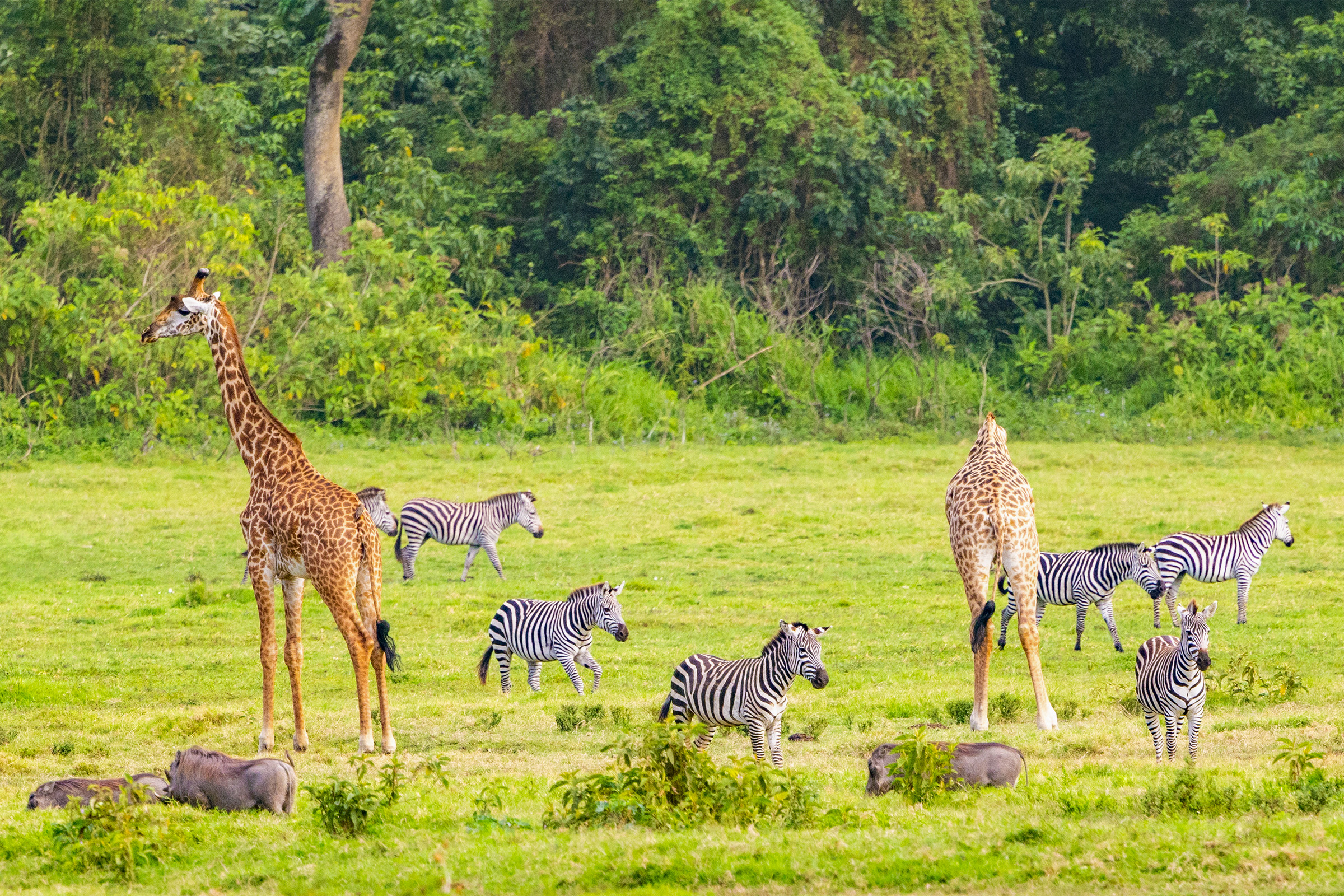 Masai giraffes, plains zebras, and warthogs in Arusha National Park, Tanzania