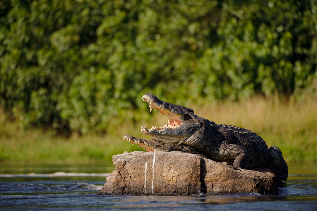 Nile crocodile at lake tanganyika at gombe, tanzania